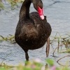 Labut cerna - Cygnus atratus - Black Swan o0210